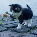Enquête en Espagne après un possible empoisonnement massif de chats