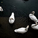 Kazakhstan: près de 700 cygnes retrouvés morts dans une réserve naturelle