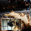 Güney Kore'den köpek eti ticareti kararı: Resmen kabul edildi