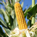 Mısır ithalatında vergi düzenlemesi: Ticaret Bakanlığı duyurdu