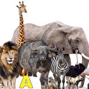 A harfi ile başlayan hayvan isimleri hangileri?