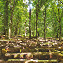 İşgal yıllarında İstanbul’daki orman talanında İngiliz parmağı