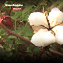 Journée mondiale du coton: Transformer et exploiter l’or blanc en Afrique 