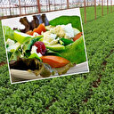 Dünyanın en sağlıklı sebzesi belli oldu: Faydaları tek tek sıralandı Türkiye'de her yerde var