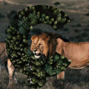 Ç ile hayvan ne var? Ç harfi ile başlayan hayvanlar