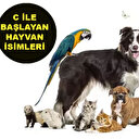 C harfiyle başlayan hayvanlar hangileri? B ile başlayan hayvan isimleri