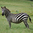 Bakanlık yeni listeyi yayınladı: 'Zebra' detayı gündeme bomba gibi düştü! İddialar doğru mu?