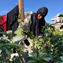 Evleri yıkılan Gazzeliler çadır bahçesinde sebze yetiştirmeye çalışıyor