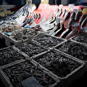 Balık tezgahları hamsiyle şenlendi