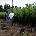 Le Nigeria décroche un prêt de 134 millions de dollars pour l'agriculture