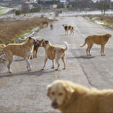 Mahalle başıboş köpeklere teslim
