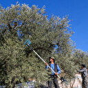 Cueillette des olives au Liban sous les avions de chasse israéliens