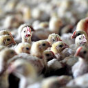 Tarım ve Orman Bakanlığı: Konya'da kuş gribi tespit edildi