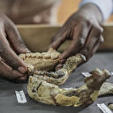 Éthiopie: 50 ans après sa découverte, Lucy n'a pas encore livré tous ses secrets