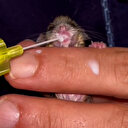 Erzurum’da bitkin halde bulundu: Şırıngayla damla damla verilen sütle besleniyor