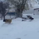 Sivaslı genç ve kangal köpeğinden kar keyfi