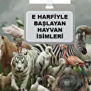 E harfi ile başlayan hayvan isimleri