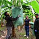 Adana'da tam 100 katına çıktı: Hasat başladı fiyatlar yüz güldürüyor 