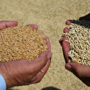 Toprak Mahsulleri Ofisi (TMO) açıkladı: Çiftçilere arpa ve yulaf satışı yapılacak