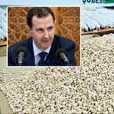 Bütün geliri Captagon'dan: Esed rejimi Suriye'yi narko-devlete dönüştürdü