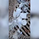 Esed milislerine ait araçlardan binlerce uyuşturucu hap çıktı