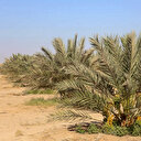 La salinisation des sols: une menace pour l'agriculture mondiale