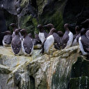 Une vague de chaleur décime des millions d'oiseaux marins en Alaska