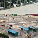 Sahipsiz hayvanlara ilişkin esaslar belirlendi: Bunu yapanlar üç yıl hayvan sahibi olamayacak