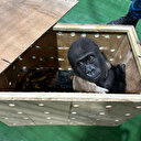 Gümrük muhafaza ekipleri İstanbul Havalimanı'nda nesli tükenmekte olan goril yavrusunu kaçakçılardan kurtardı