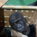 İstanbul Havalimanı'nda 'goril' operasyonu: Nesli tükenmek üzereyken yakalandı