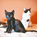 Edebiyat harareti alır