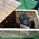 İstanbul Havalimanı’nda yakalanmıştı: Goril yavrusunun akıbeti belli oldu