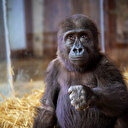 Havalimanında yakalanan goril yavrusu: Arkadaşlar merak etmeyin, ben iyiyim