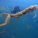 Marmara Denizi'nde müsilaj insan boyutuna ulaştı: Önüne gelen canlıyı hapsediyor  