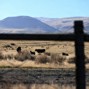 Les agriculteurs américains rattrapés par les promesses d'expulsions de Trump