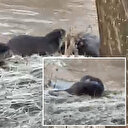 Biri bile görülemezken üçü bir arada görüntülendi: Fark edilince gözden kayboldular