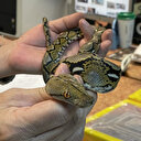Bangkok: Il tente d'embarquer avec des animaux sauvages plein les valises