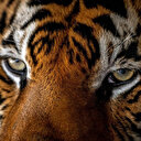 Le Cambodge veut réintroduire des tigres dans la nature dès cette année