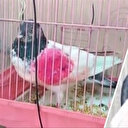 Inde: un pigeon, espion présumé, relâché après avoir été blanchi