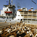 Mer Rouge: des milliers de moutons australiens bloqués sur un bateau