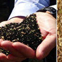 Ölümden başka her derde deva: Hadislerde bile ismi geçiyor! İbn-i Sina'nın önerdiği mucize tohum