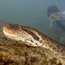 Dünyanın en büyük yılanı keşfedildi: 7 buçuk metre ve 500 kilo