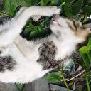 Trabzon'da kan donduran olay: Duvara fırlatıp öldürdüğü kedi için dört yıl hapsi istendi