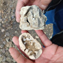 Niğde'yi heyecanlandıran 'dinozor fosili' iddiası: Gerçek bakın ne çıktı