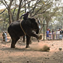 Le Bangladesh interdit l'adoption d'éléphants sauvages