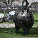 Afrique du Sud: près de 500 rhinocéros victimes d'un braconnage en hausse en 2023