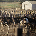 Afrique du Sud: la "capitale de l'autruche" n'a pas perdu son plumage