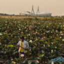 Cambodge: des populations locales menacées par un programme de crédits carbone