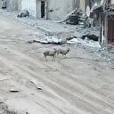 Katil İsrail ordusunun keskin nişancıları iki koyuna kurşun yağdırdı