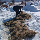 Nourrir les animaux sauvages, une tradition turque